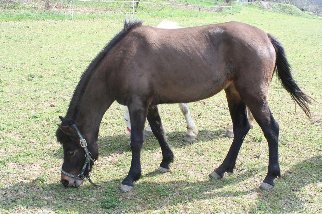 Gadanyi Vendeghaz Es Lovarda Komlo Luaran gambar